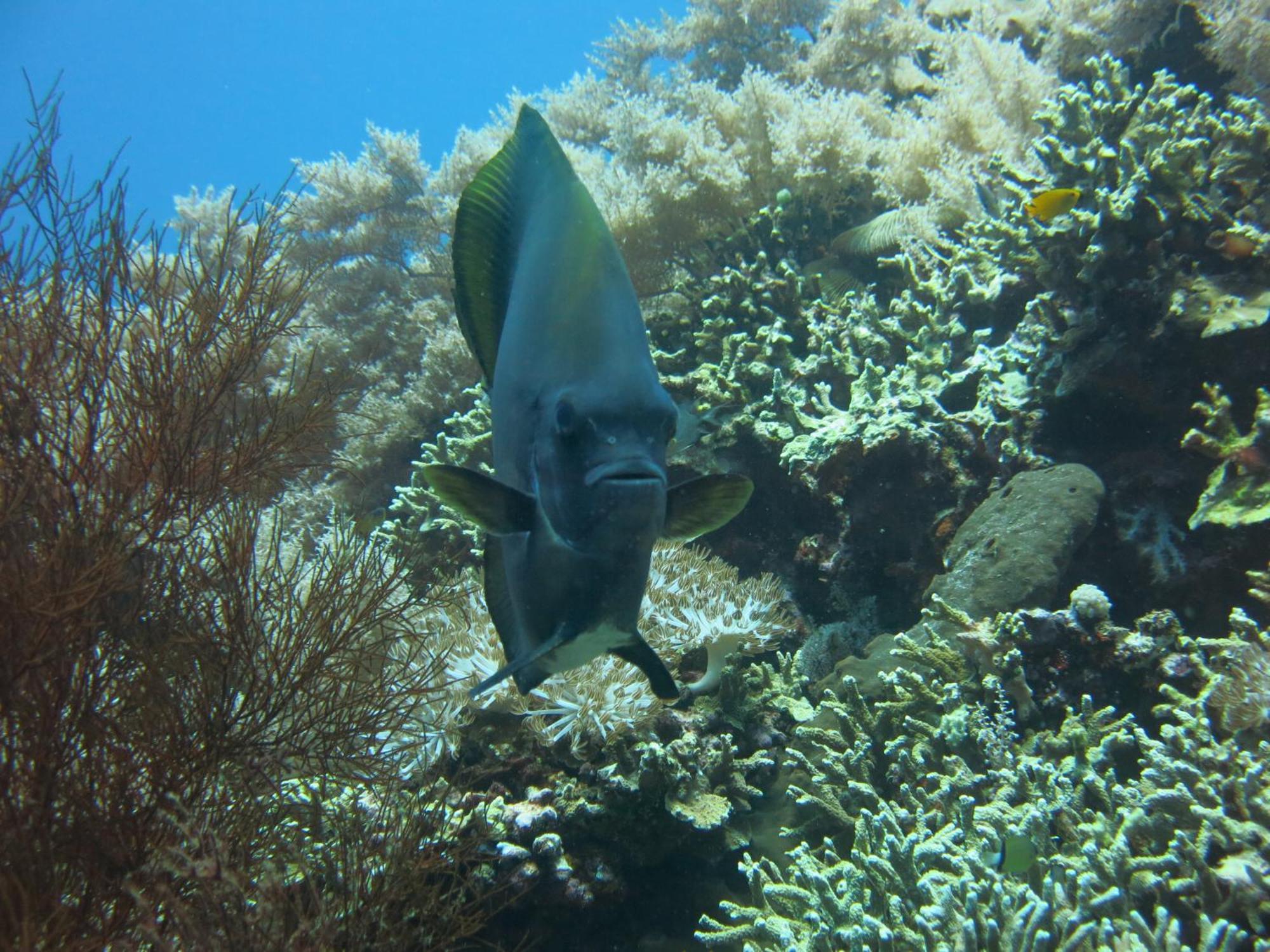 Pande Pemuteran (Bali)