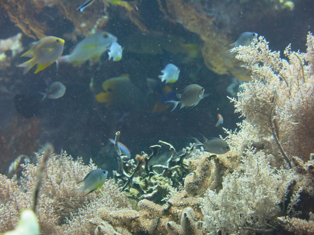 Pande Pemuteran (Bali)
