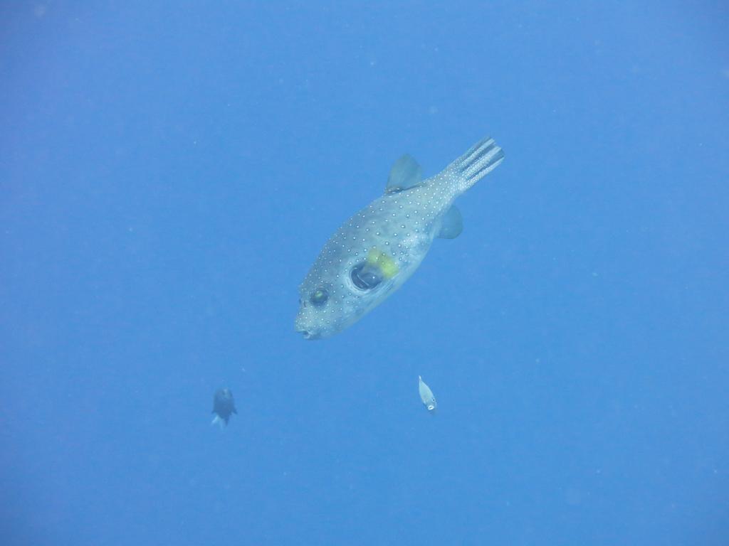 Pande Pemuteran (Bali)