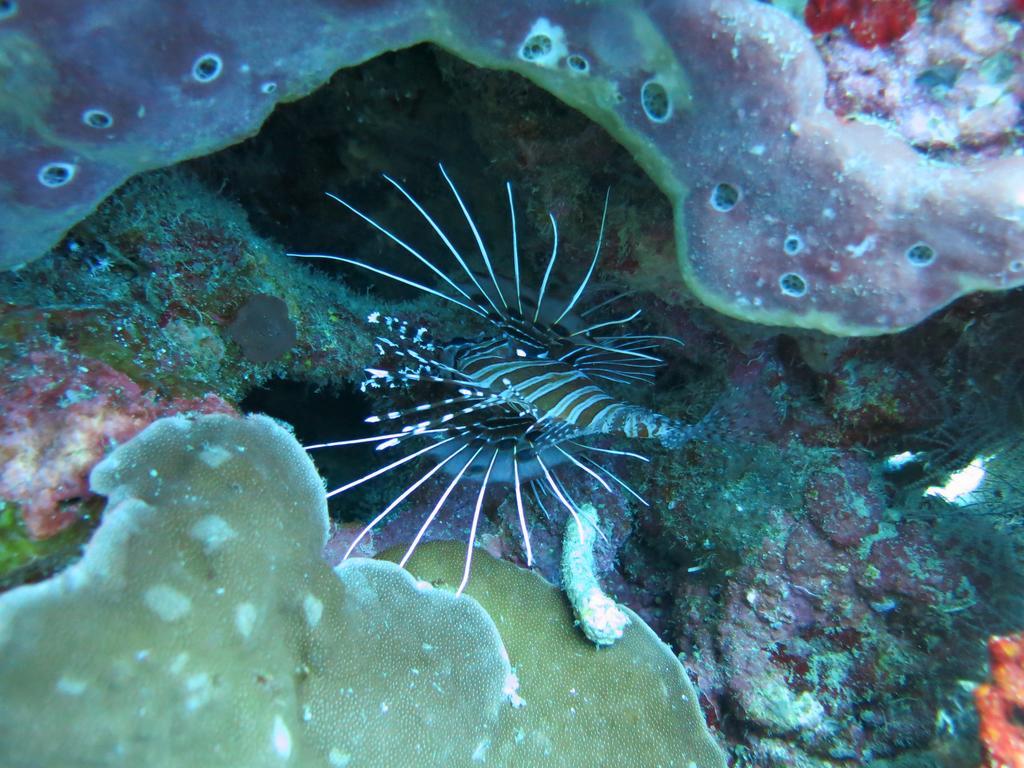 Pande Pemuteran (Bali)
