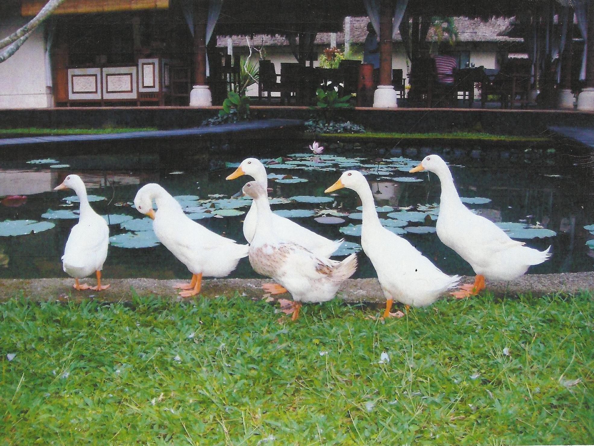 Taman Di Blayu By Nagisa Bali Tabanan (Bali)