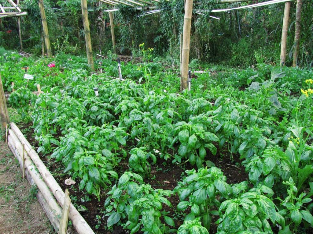 Bali Eco Village Plaga