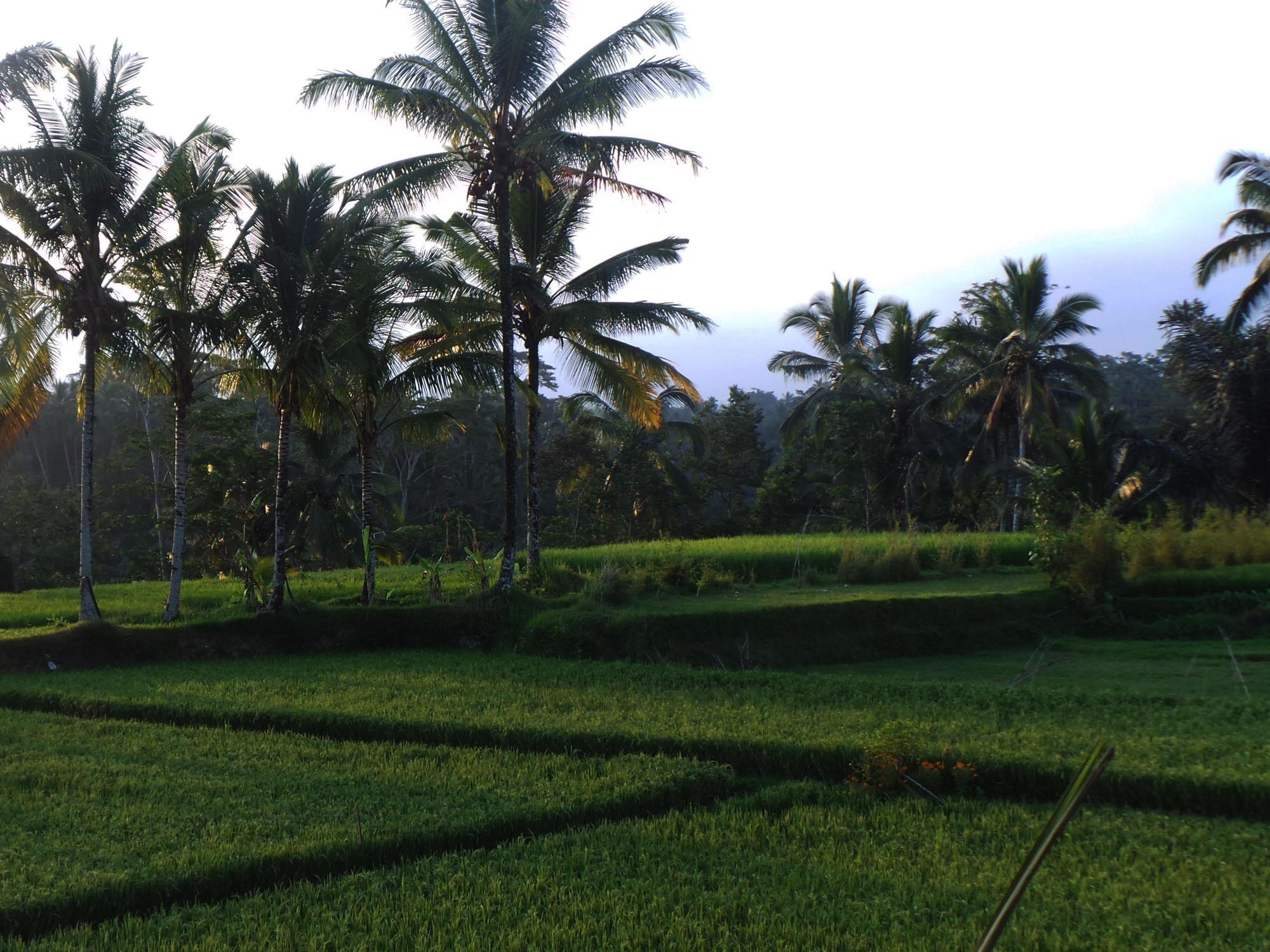 Wisma tamu Kemuning