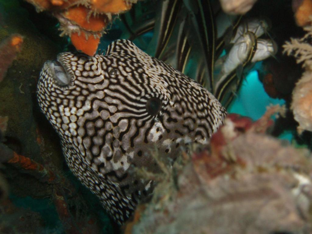 Doubleyou * Pemuteran (Bali)
