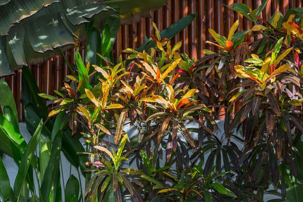 Green Mango