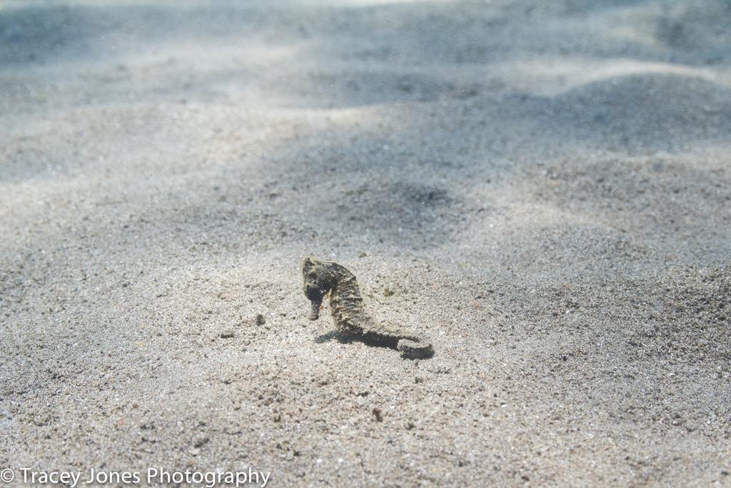 Resort Puri Wirata Dive And 3*