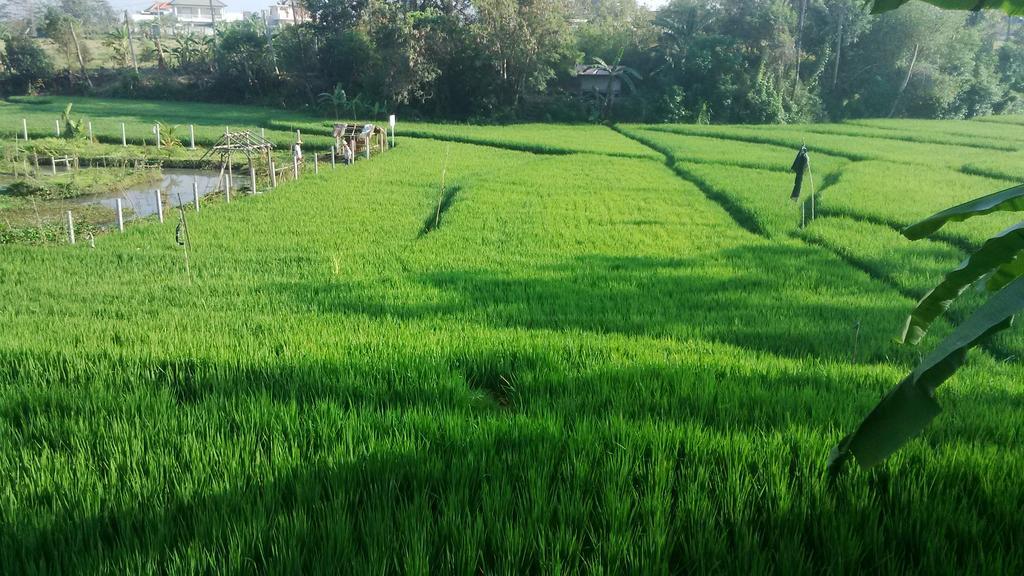 Sunari Canggu (Bali)