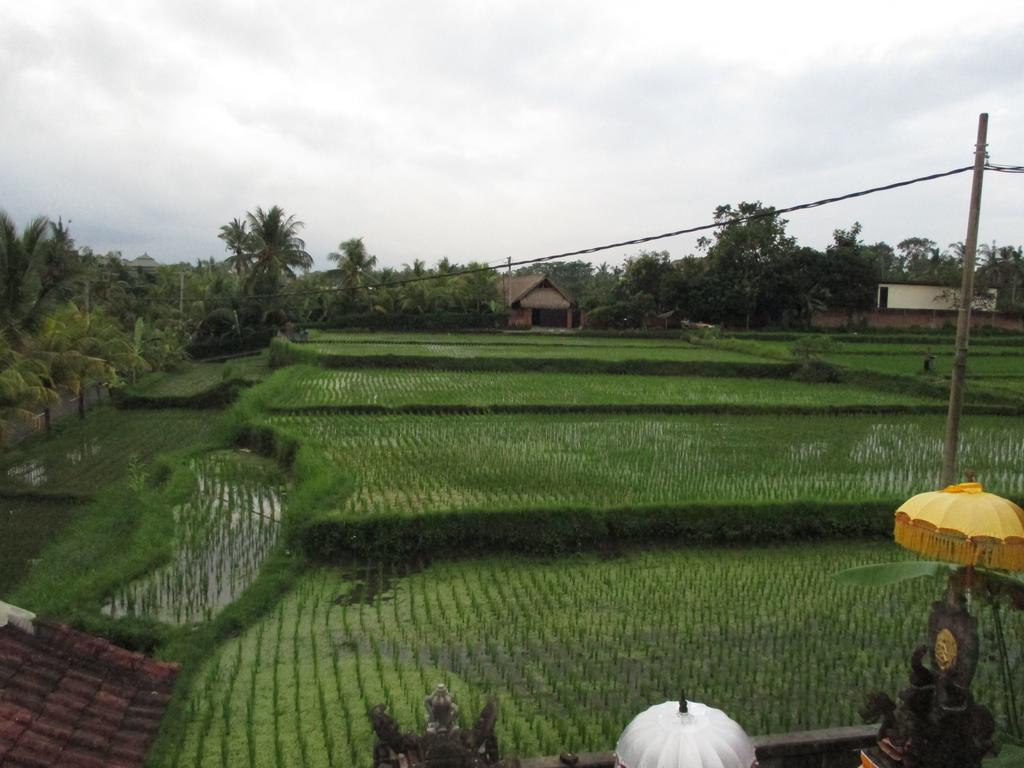 Ancut Sari