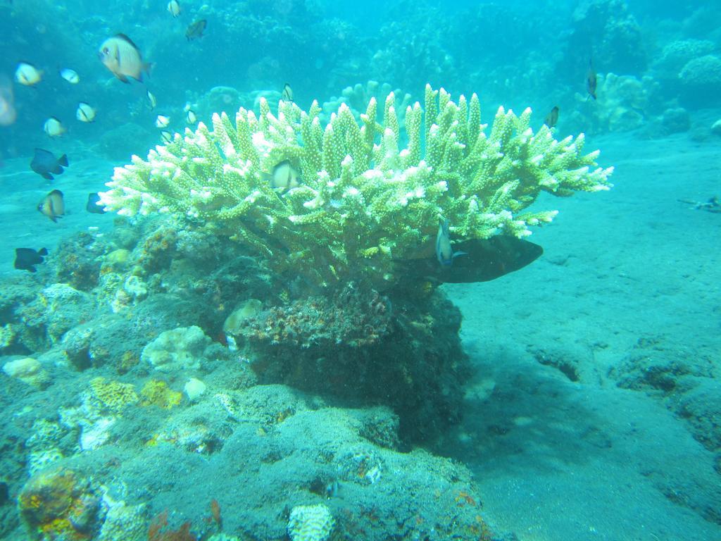Diver's Cafe Amed (Bali)
