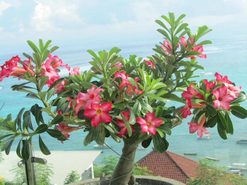 Villa Lembongan Harmony Villas *