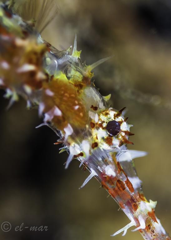 Kubu Indah Dive & 4*