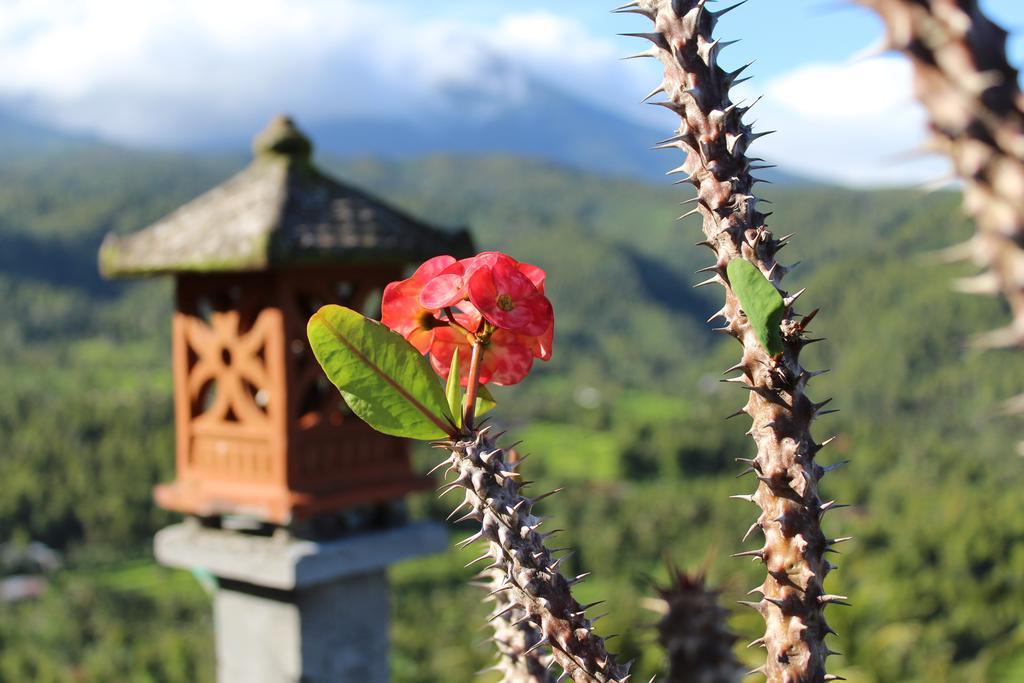 One And Warung Homestay Munduk (Bali)
