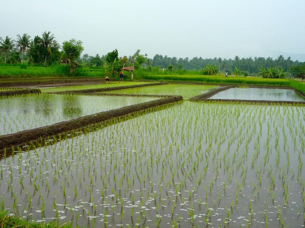 Mar Bali *