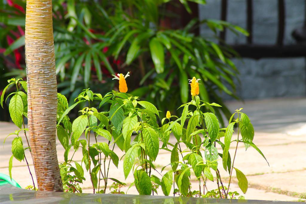 Beachouse Homestay *