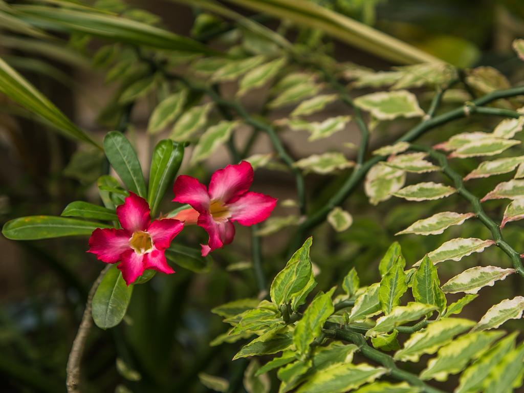 Nusa Garden