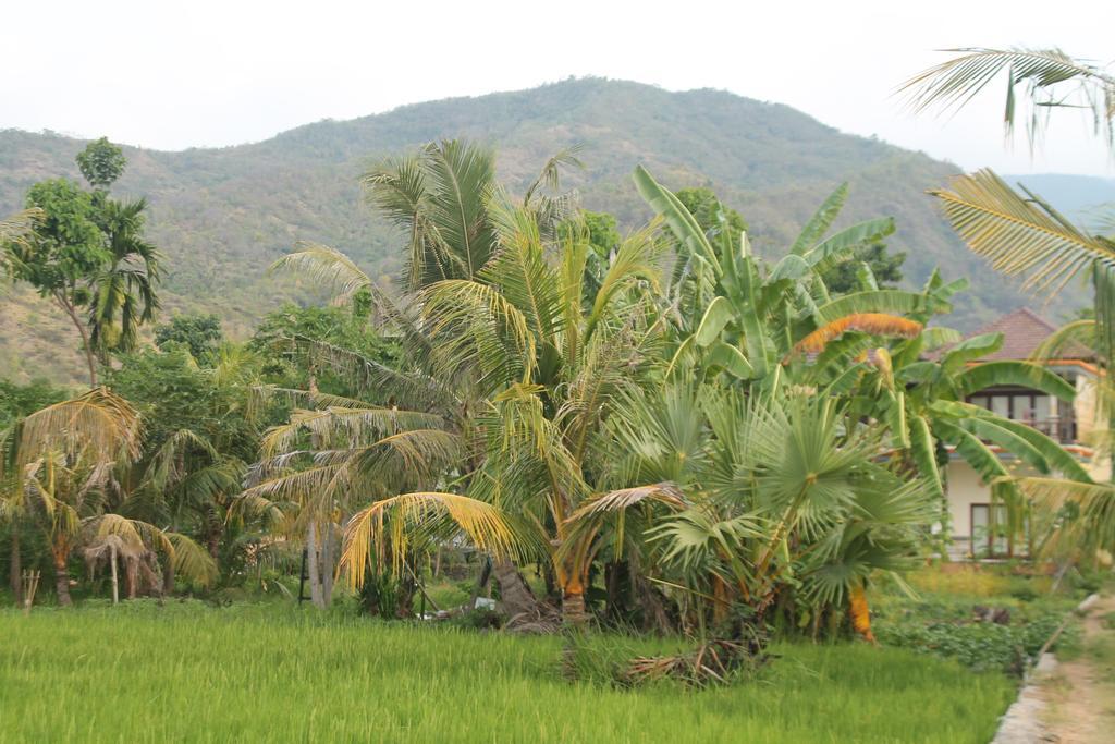Taman Padi 2* Amed (Bali)