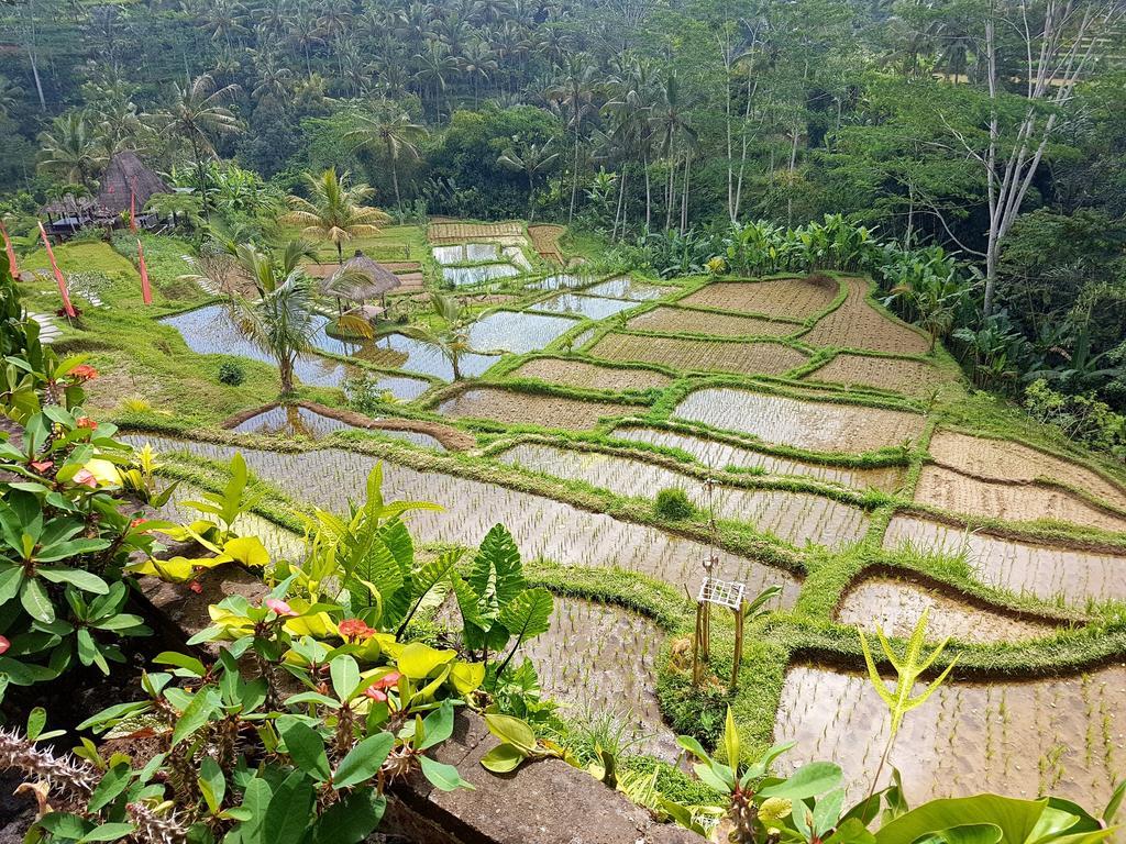 Adiwana Dara Ayu 4*