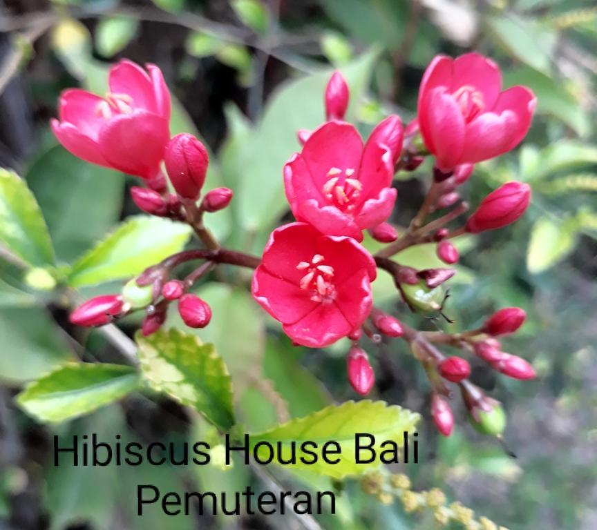Hibiscus House Bali 3*