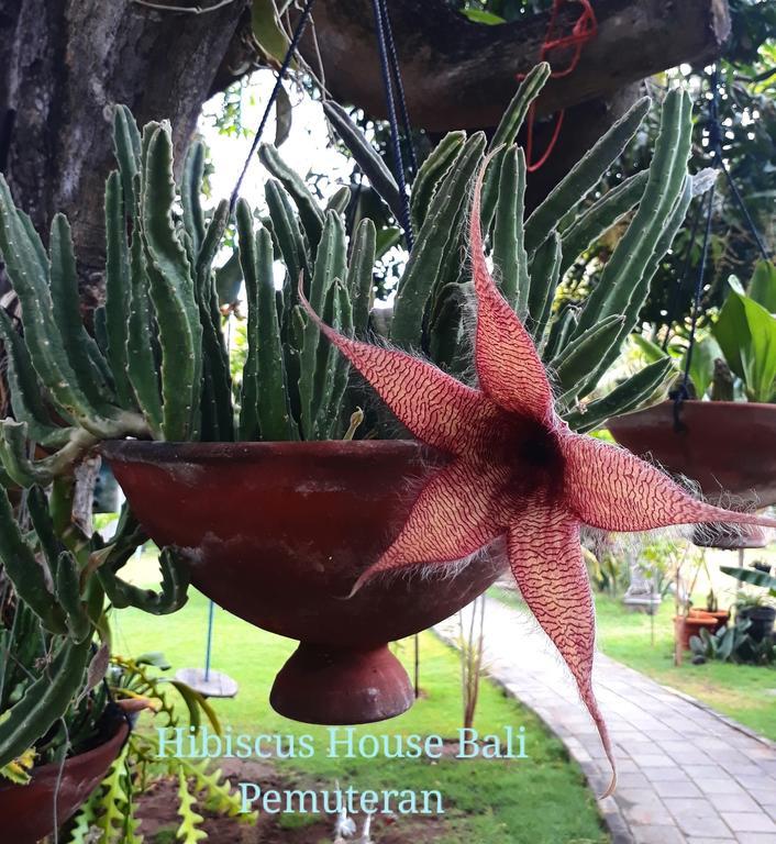 Hibiscus House Bali Guest house Pemuteran (Bali)