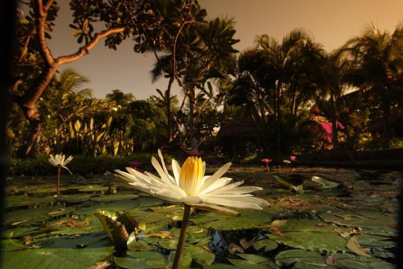 Sari Pemuteran (Bali)