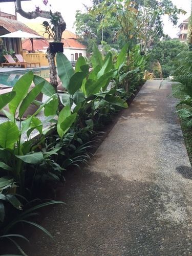 Guest house Jati