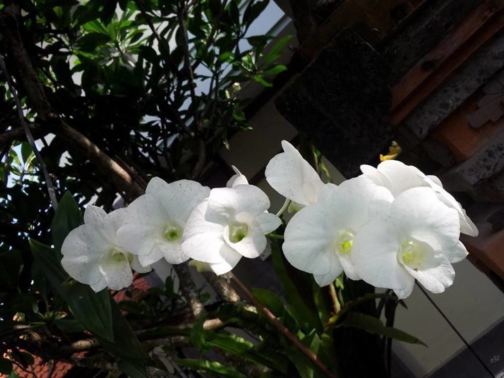 Surya Kuta (Bali)