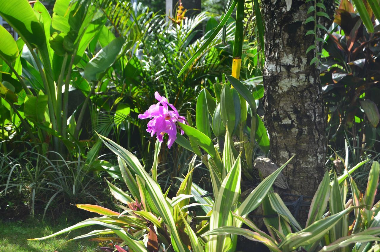 Beluran Serene Guest house 3*