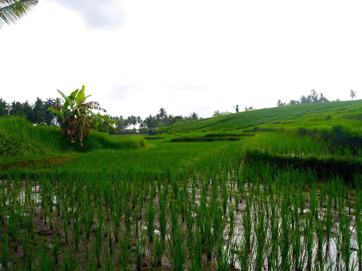Bali Eco Matekap Selemadeg (Bali)