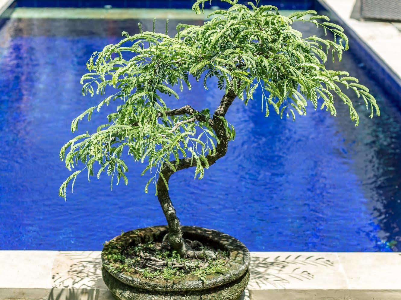 Masbro Art Seminyak (Bali)