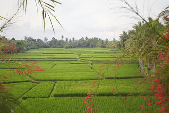 The Luxe * Ubud (Bali)