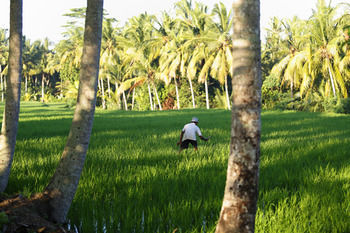The Luxe Ubud (Bali)