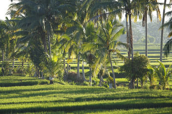 Villa The Luxe Ubud (Bali)