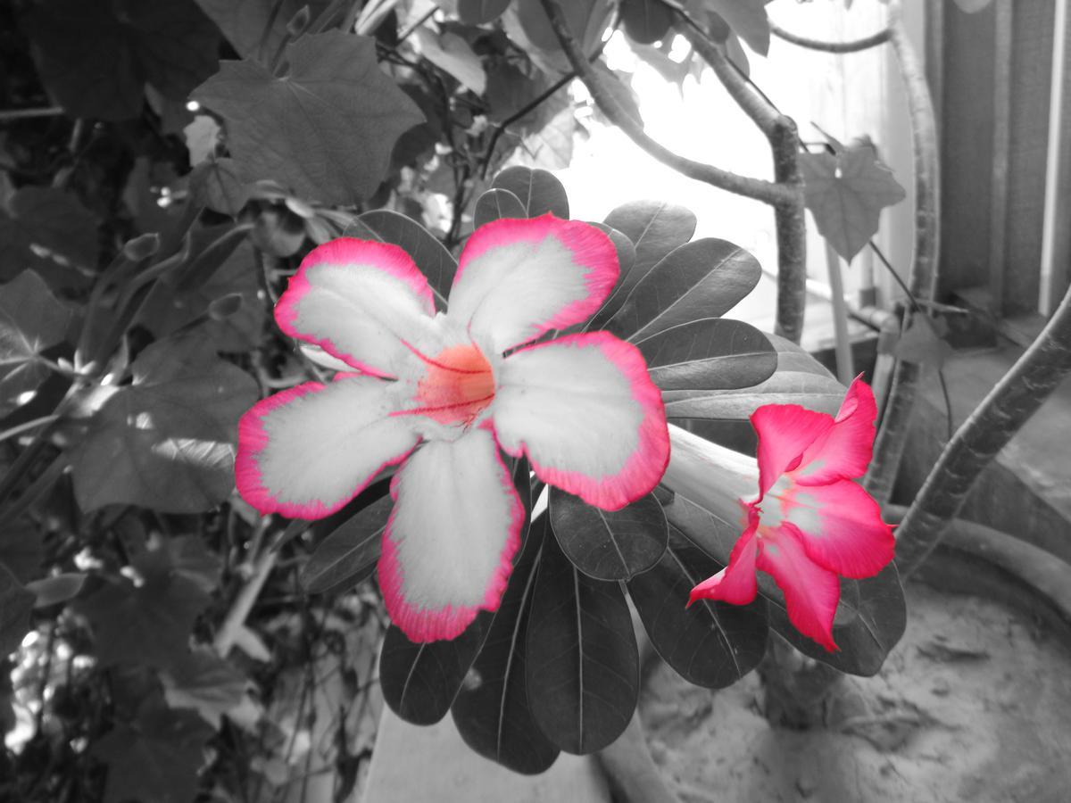 Bed & Breakfast Yulia 1 Sanur (Bali)