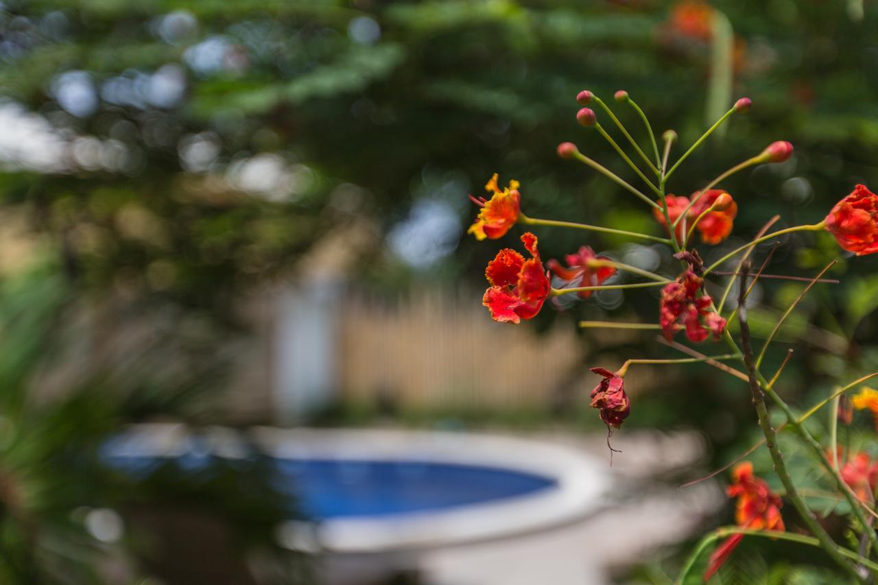 Kelapa 3* Amed (Bali)