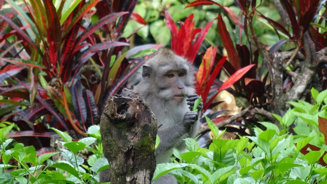 Wenara Bali 3* Ubud (Bali)