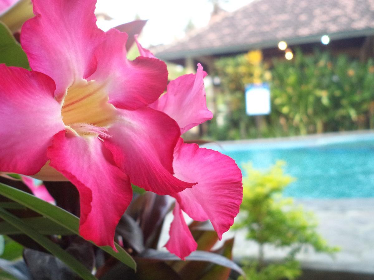 My Guest house Lovina (Bali)