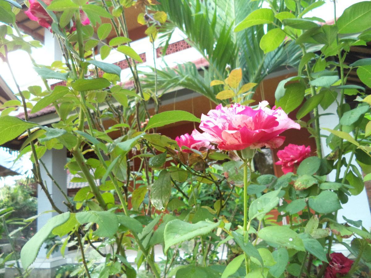 Guest house My Lovina (Bali)