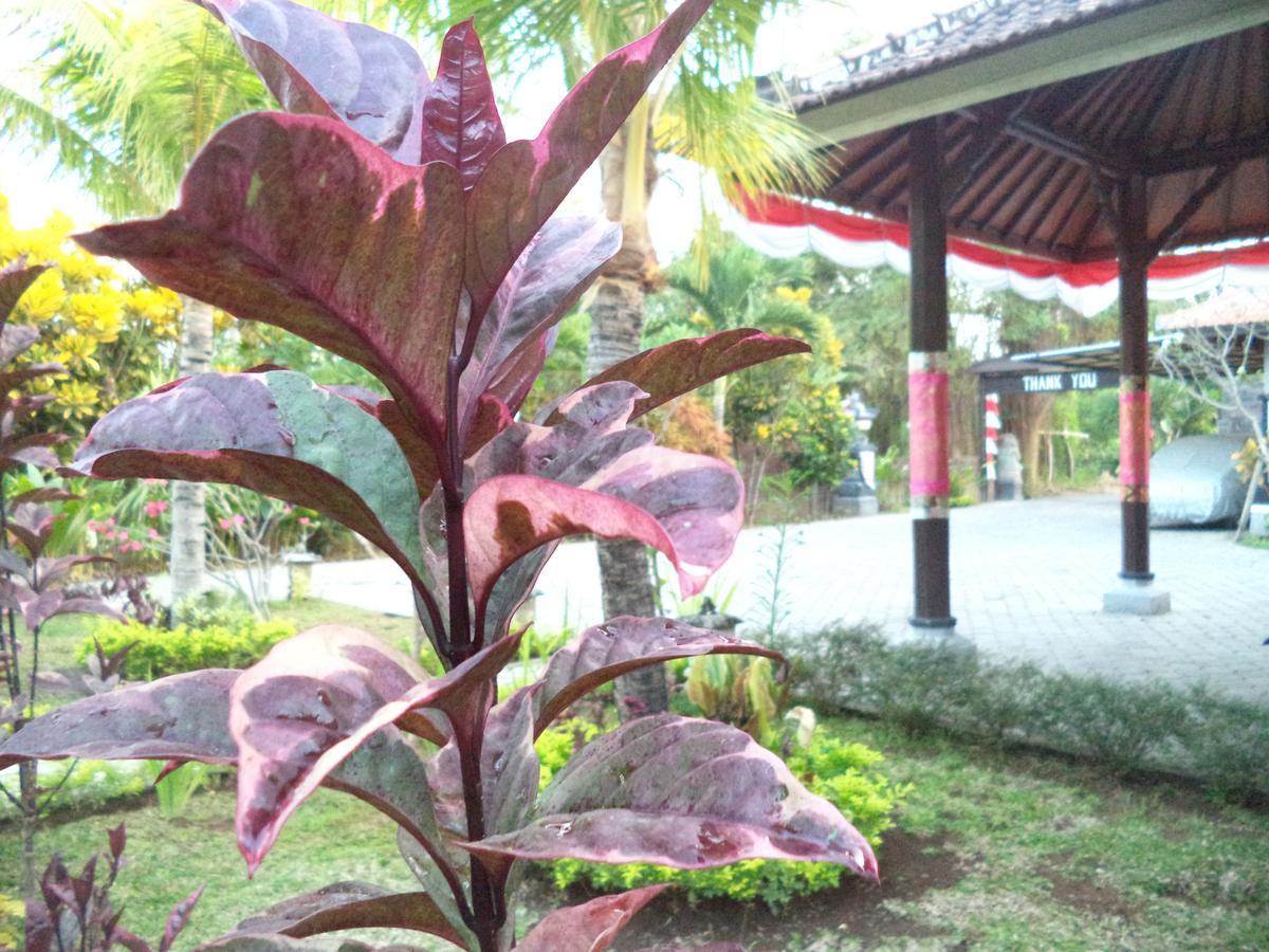 My Guest house Lovina (Bali)