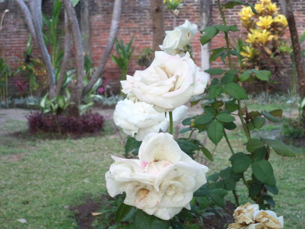Guest house My Lovina (Bali)