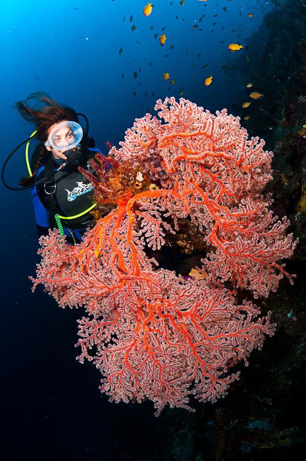 Benthos Bali Dive