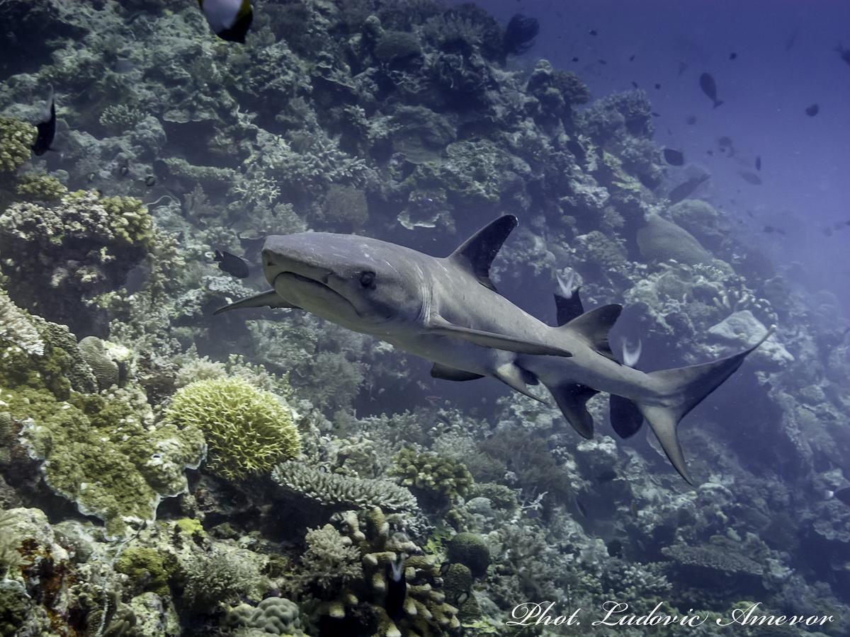 Benthos Bali Dive 3*