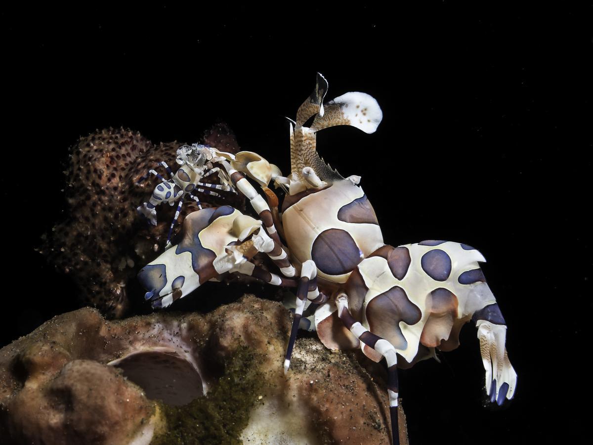 Benthos Bali Dive 3*