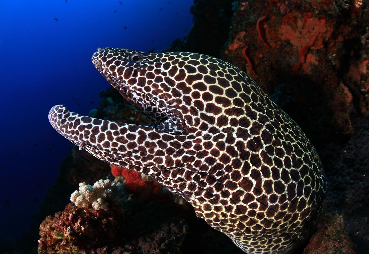 Hotel Benthos Bali Dive 3*