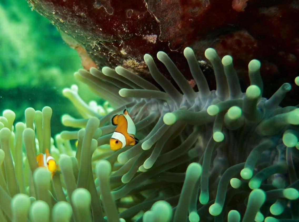 Rahayu Pemuteran (Bali)