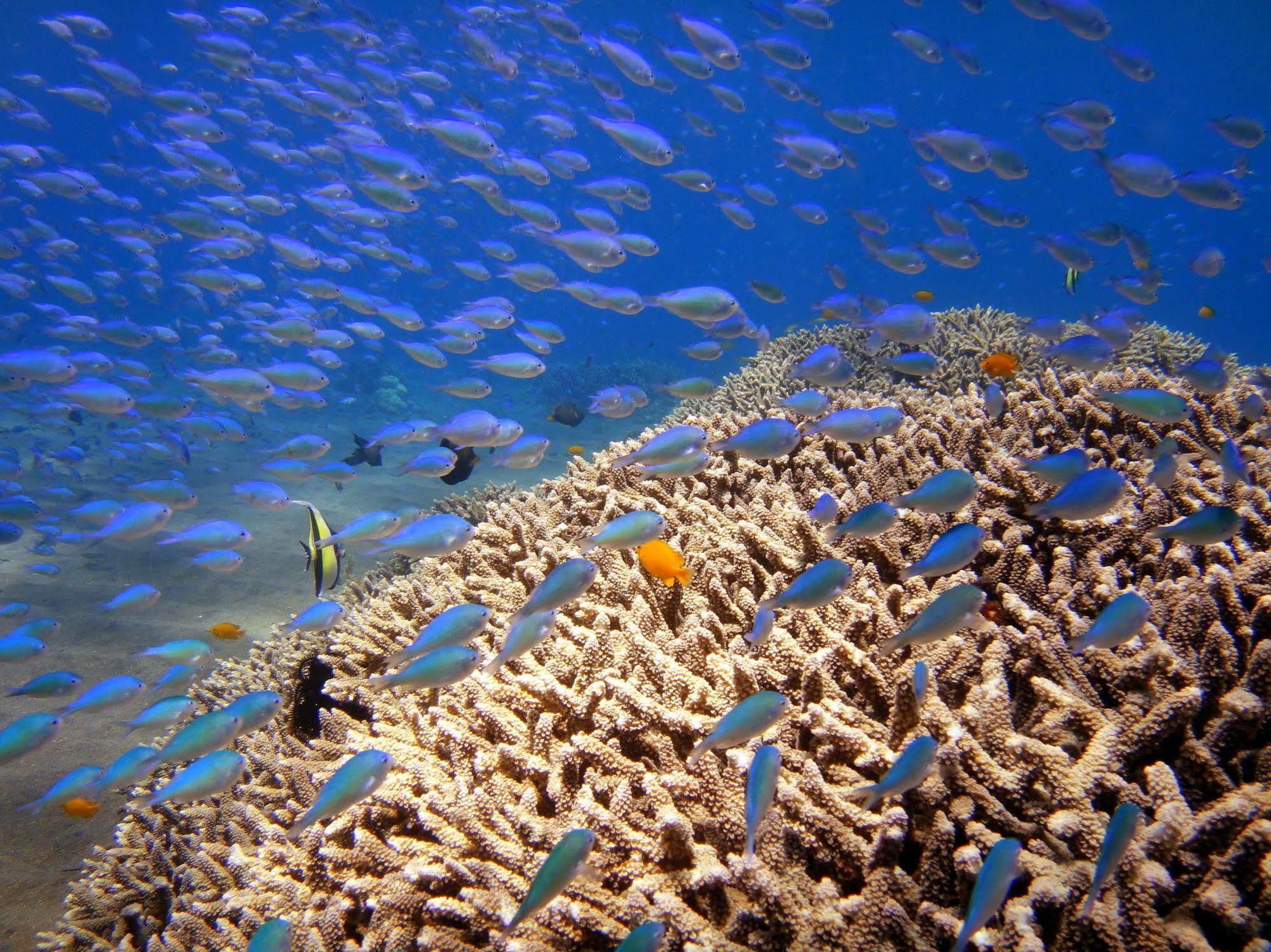 Arya And Dive Center