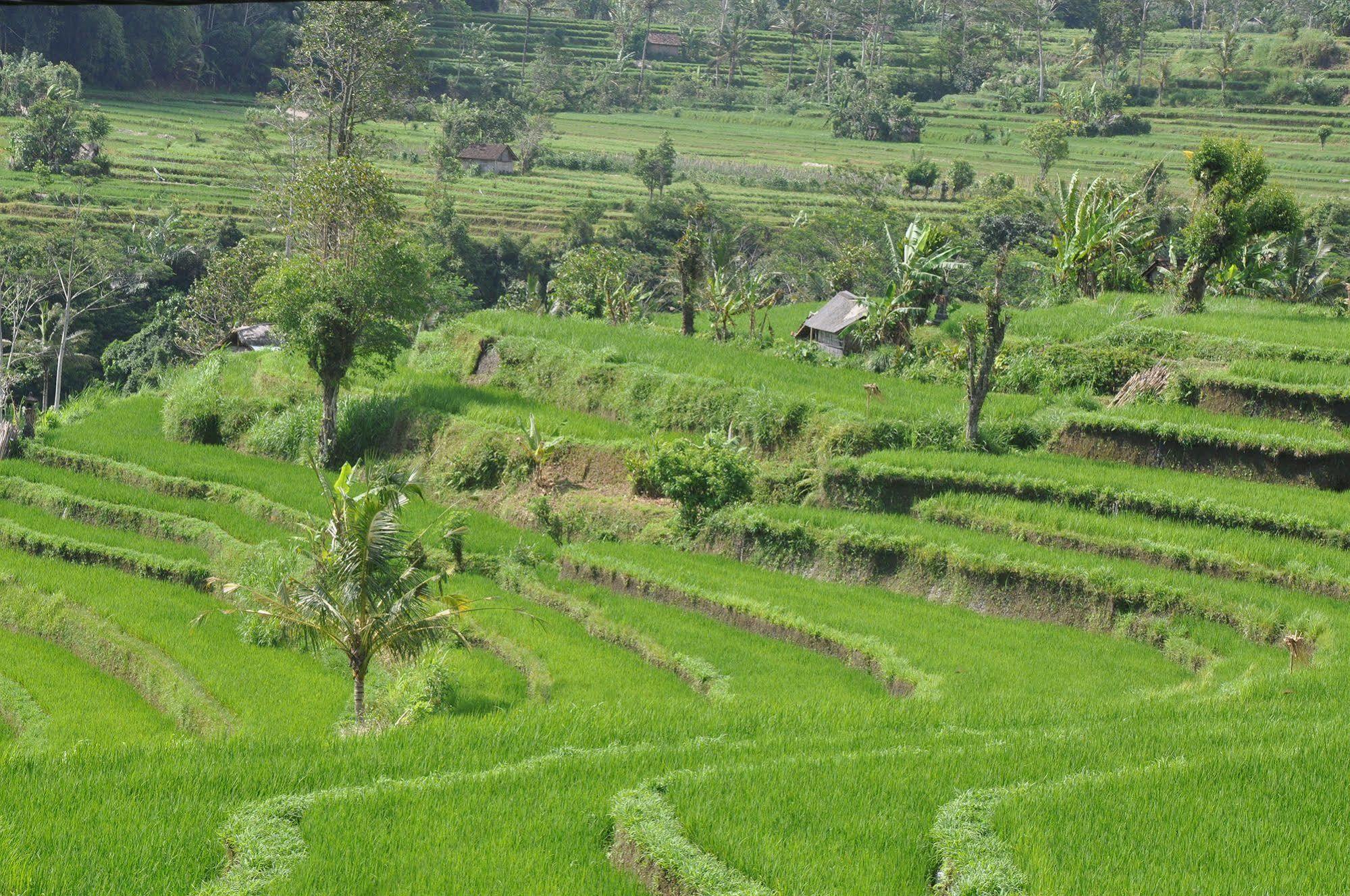 Uma Agung 3*