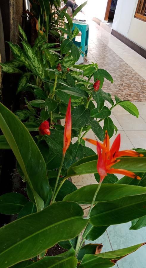 Homestay Hari Sanur (Bali)