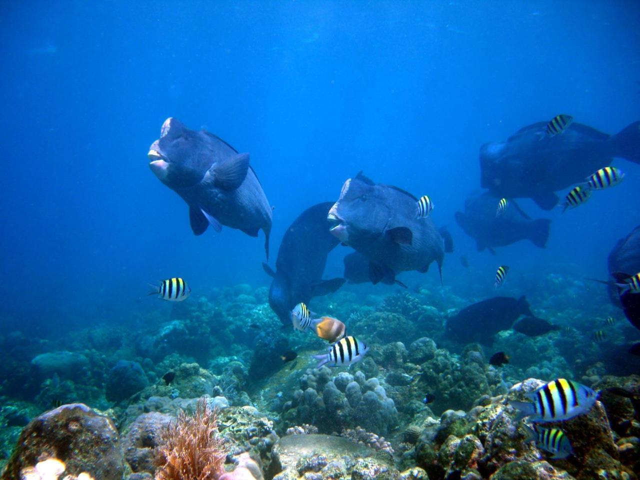 Hotel Matahari Resort, Dive & 3*