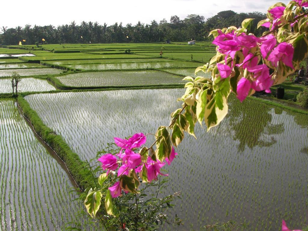 Field And Restaurant
