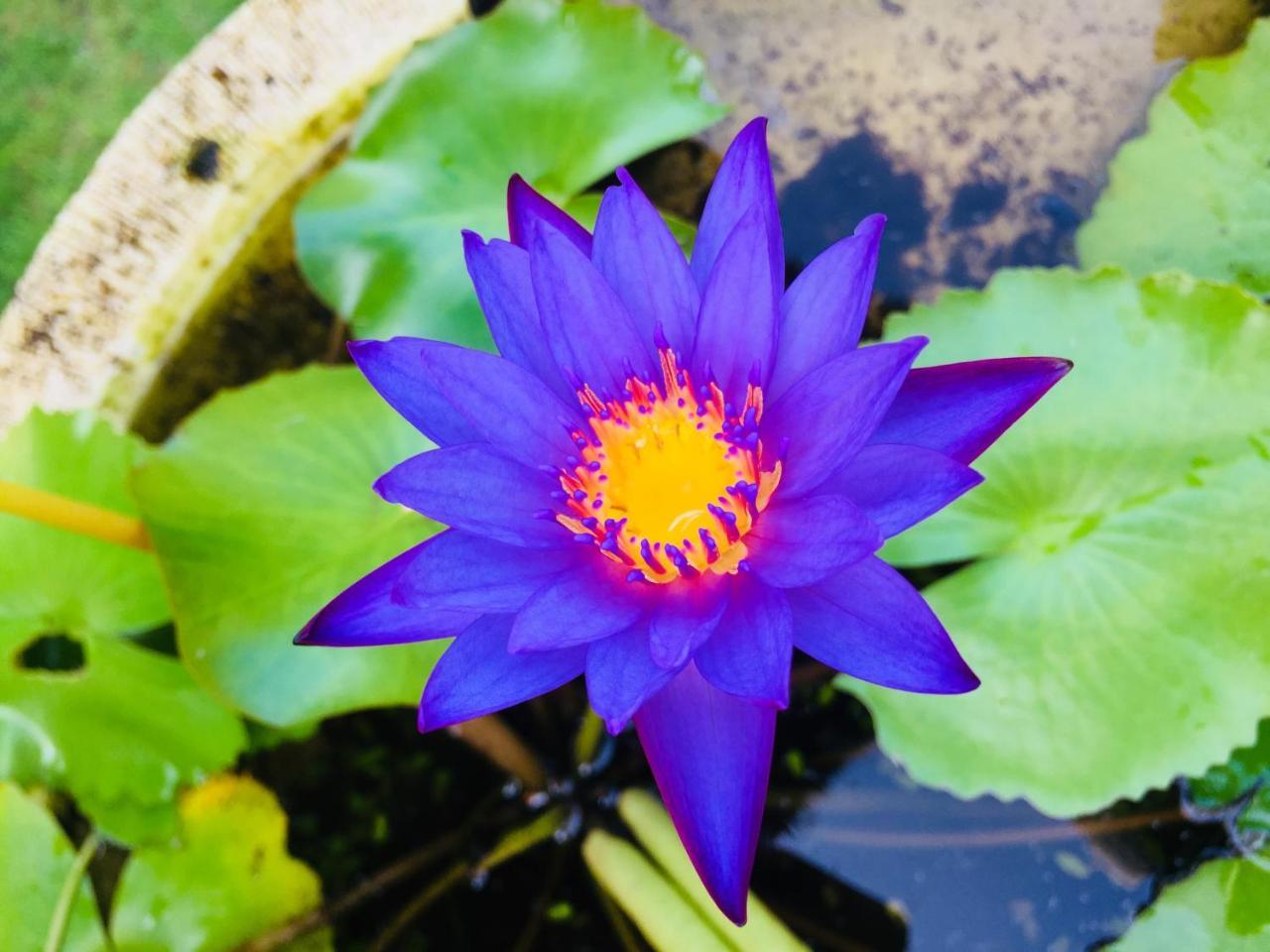 Mutiara Bali